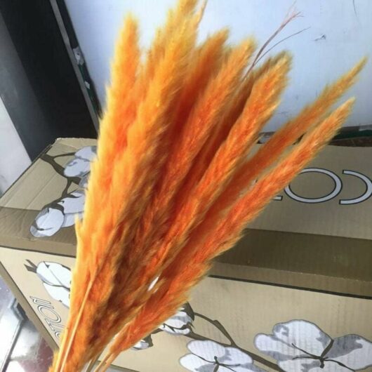 15 pieces pampas grass Dried decoration nature Dried reed blossom bouquet DIY boho table decoration for home hotel wedding gift orange